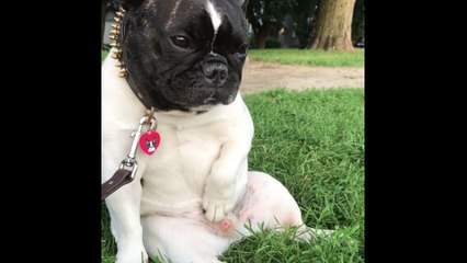 Puppy Touches Himself