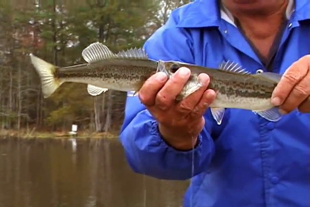 Quand un Black Bass veut manger un autre black bass aussi gros que lui... Raté!