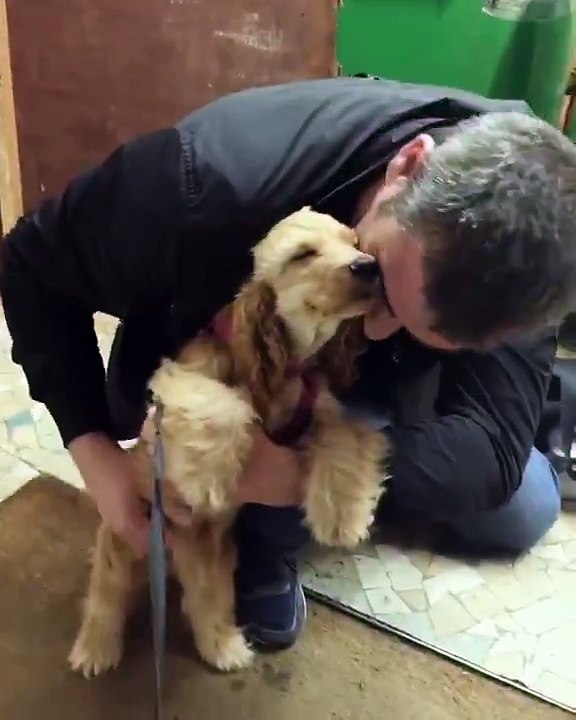 Adorable Cocker Spaniel Just Loves Getting Belly Rubs