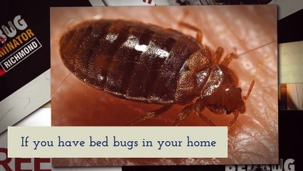 Bed Bug Exterminator Richmond