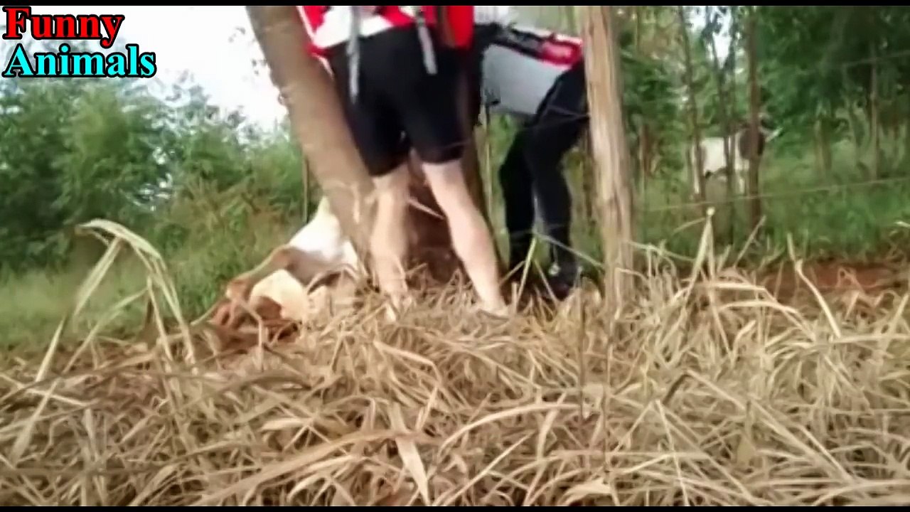 Real Life Heroes►Great People Saving Animals Lives►People Help Animals Compilaion