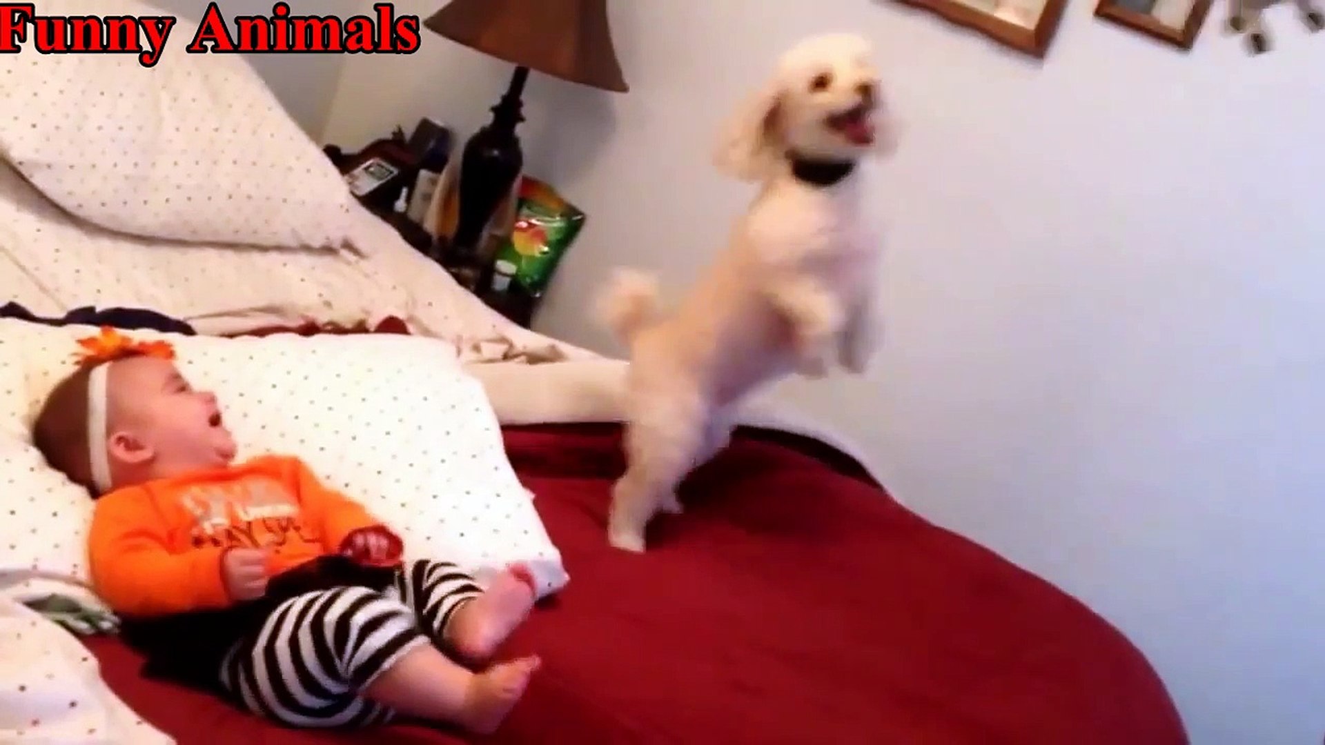 Poodle Dogs Making Baby Laugh Compilation - Cutest Relationship Poodle Dogs And Baby Videos