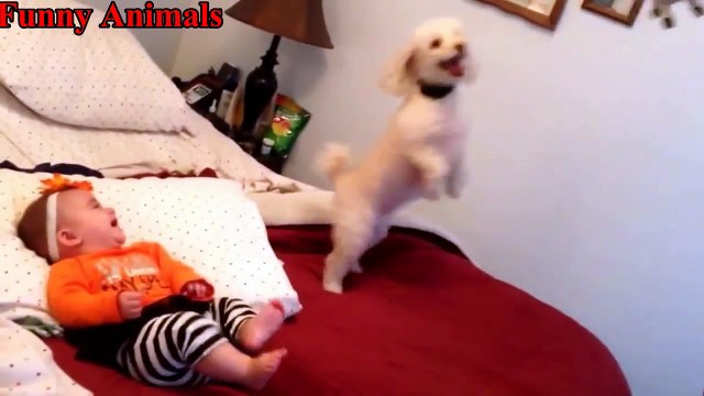 Poodle Dogs Making Baby Laugh Compilation - Cutest Relationship Poodle Dogs And Baby Videos