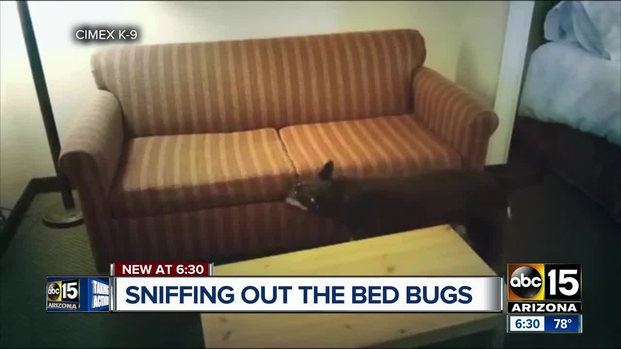 Dog companies stepping up to sniff out bed bugs...