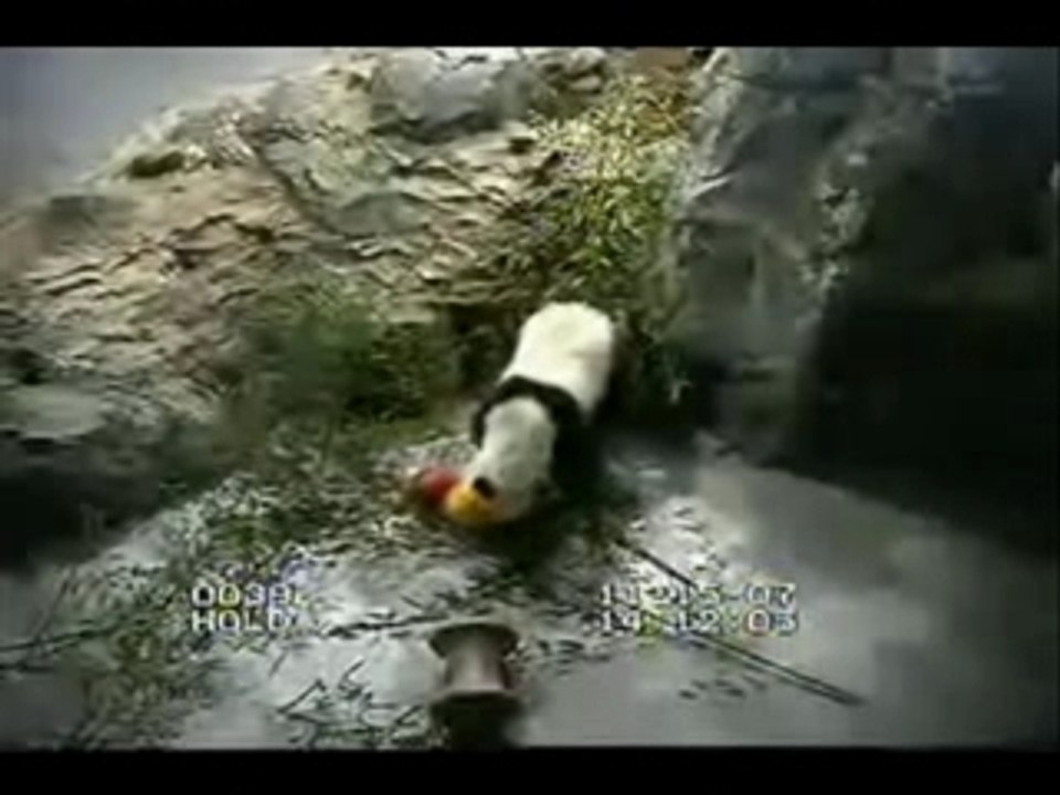 Tai drags his toy while the Tians enjoy boo