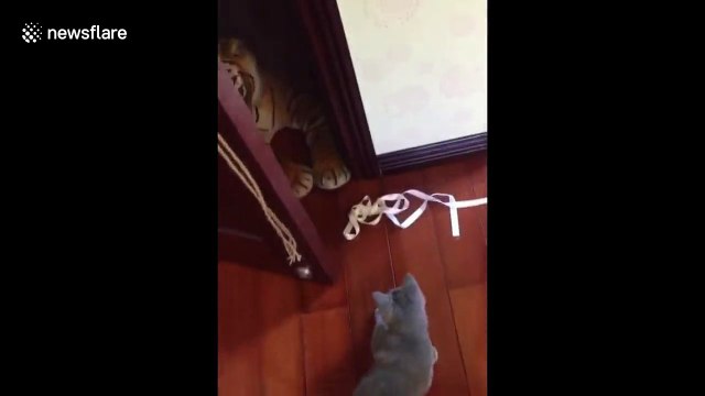 Cat scared by toy tiger