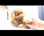 My Cute Dog  Toy Poodle(トイプードルのモカ) #44 やる気がなさすぎる握手をする犬Dog Tricks Shake Hands