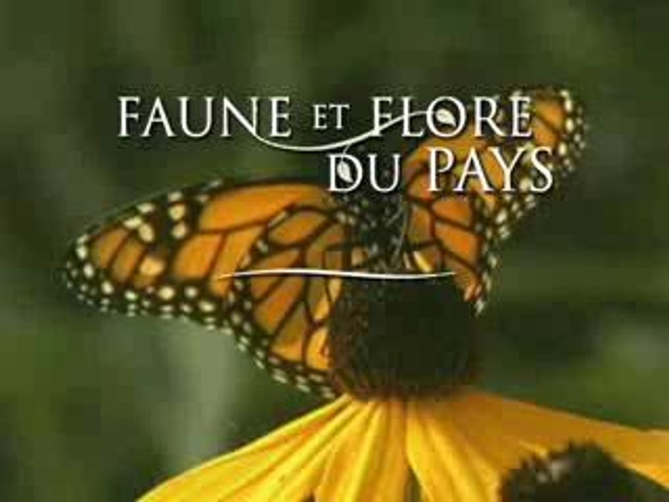 le monarque