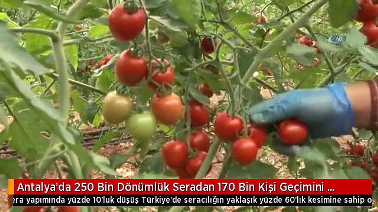 Antalya'da 250 Bin Dönümlük Seradan 170 Bin Kişi Geçimini Sağlıyor