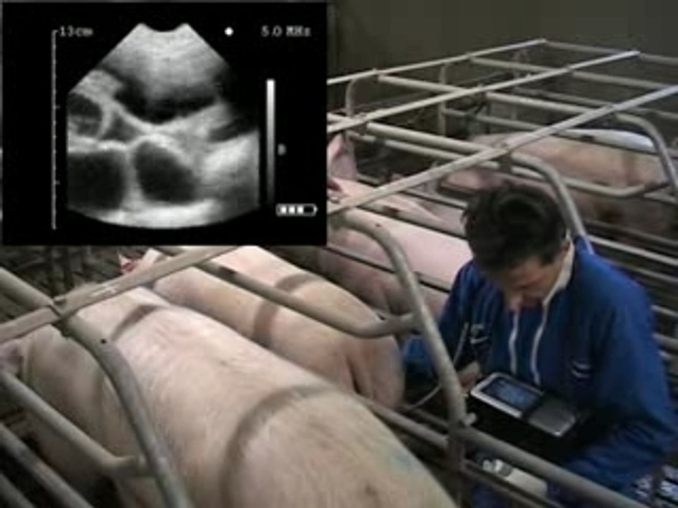 AGROSCAN AL with swine