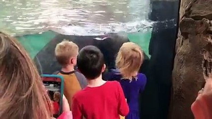 Fiona the Hippo the crowd pleaser.