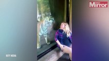 TIGER'S HEARTWARMING REACTION WHEN HE REALISES ZOO VISITOR IS PREGNANT