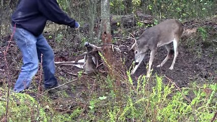animals trapped stuck in wire, videos