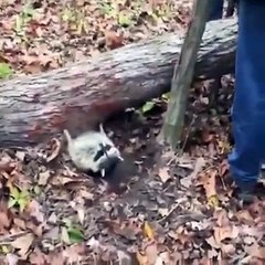 Guardate dove si è incastrato