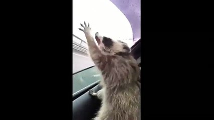 Il procione cerca di catturare l'aria dal finestrino dell'auto