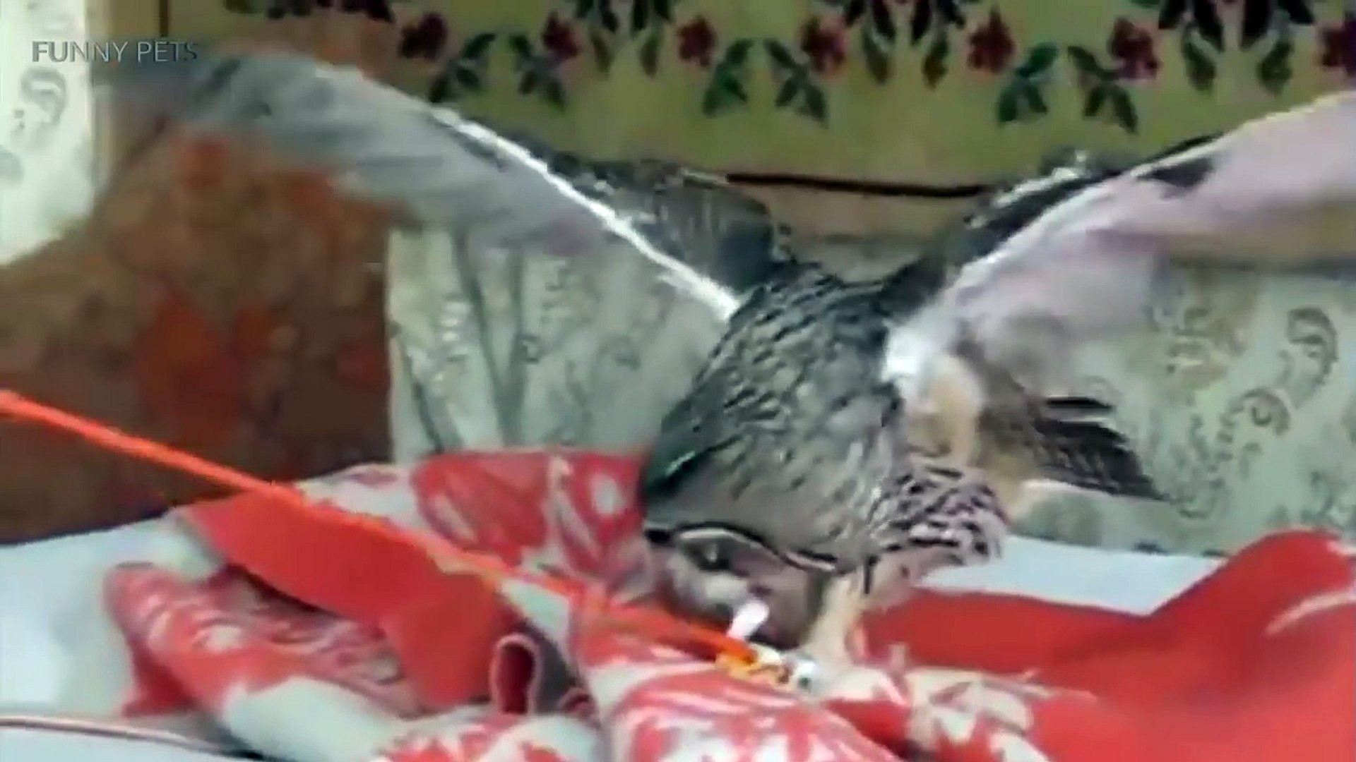 ⁣Funny & Cute Owls [Funny Pets]