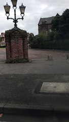 Ce chien porte des lunettes de soleil même quand il ne fait pas beau