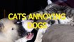 Funny cats annoying dogs - Cute animal compilation