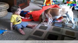 Animals Attack Kids - Funny Kids Fails!