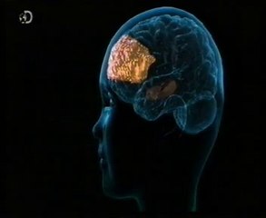 Cerebro (RM) y estatus socioeconomico: Hipocampo y cortex pfrefrontal (Martha Farah)