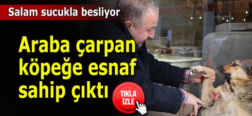Araba çarpan köpeğe esnaf sahip çıktı