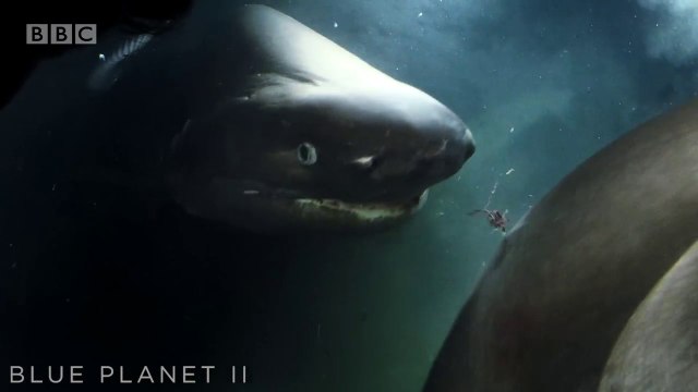 Des requins se précipitent sur un sous-marin se pensant menacés pendant leur dîner !