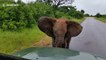 Charge impressionnante de ce petit Elephant sur une voiture au Parc Krueger en Afrique du sud
