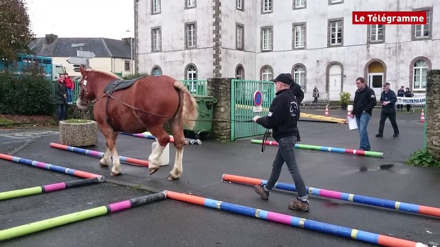 Carhaix. Une foire aux chevaux toujours aussi populaire