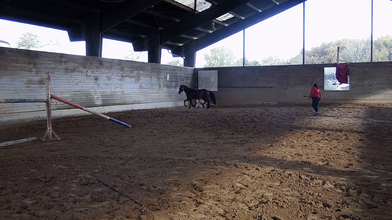 Canaan 5 ans par qlassic bois margot toise 158