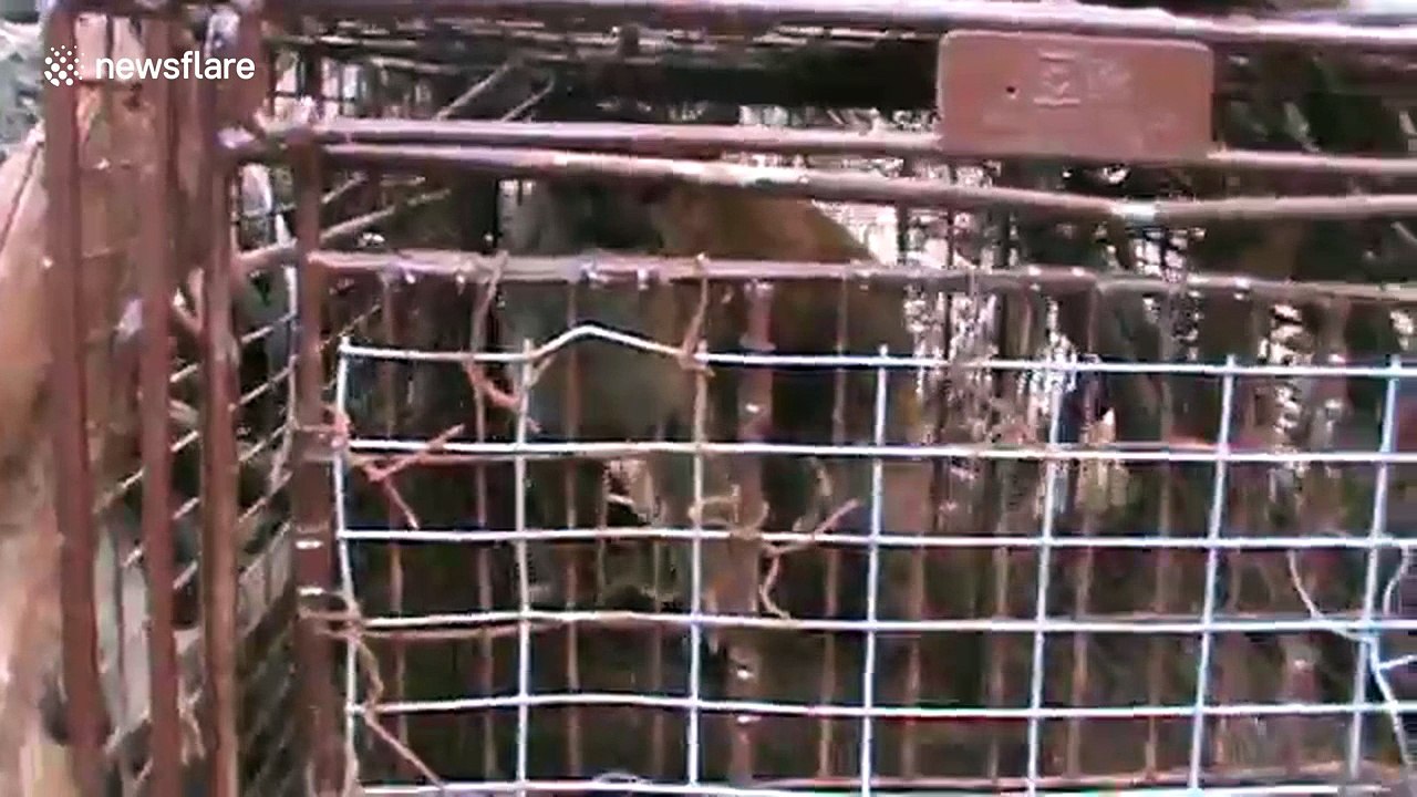 Man releases mountain lion from fox trap in South Dakota, US