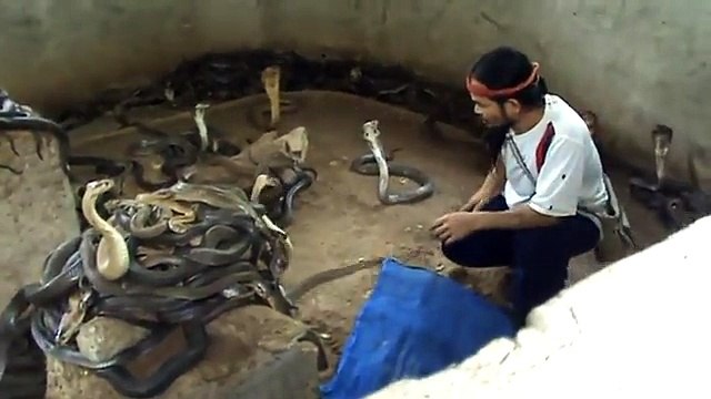 Cet homme vient choisir ses serpents pour son spectacle de cobras... Et il n'a pas peur!