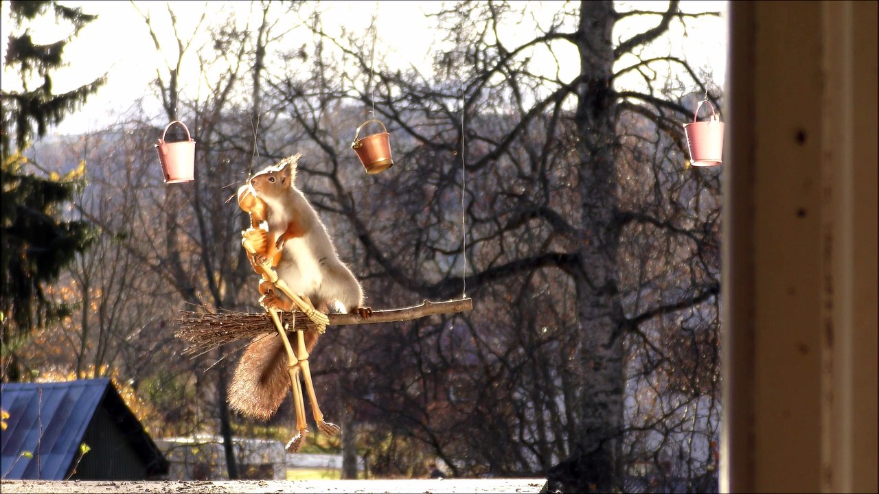 red squirrels on a broom