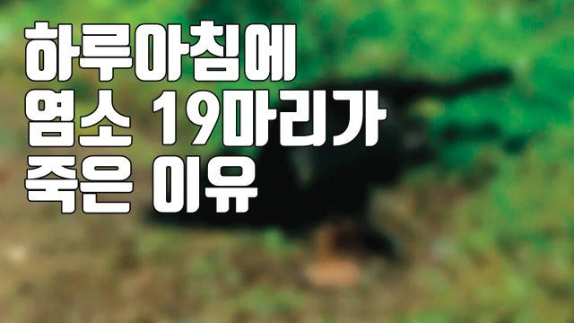 [자막뉴스] 하루아침에 사냥개 물려 죽은 염소 19마리 / YTN