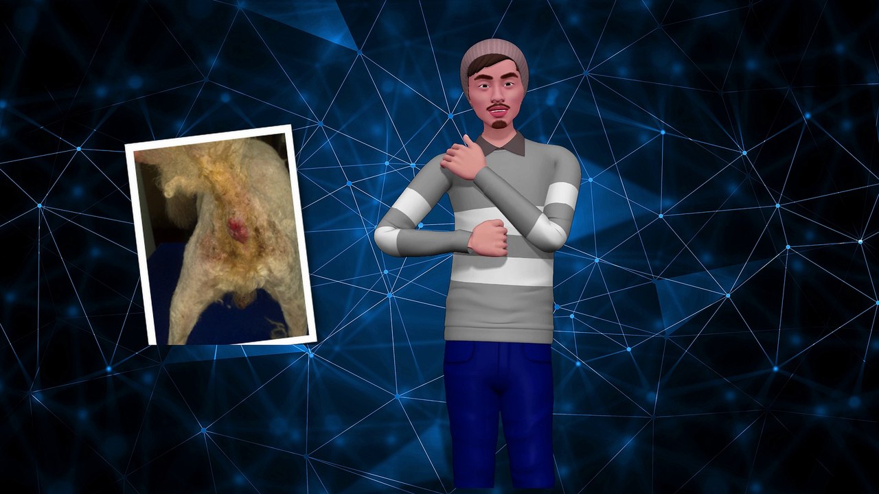 Myiasis in Dogs: CARE AND TREATMENT