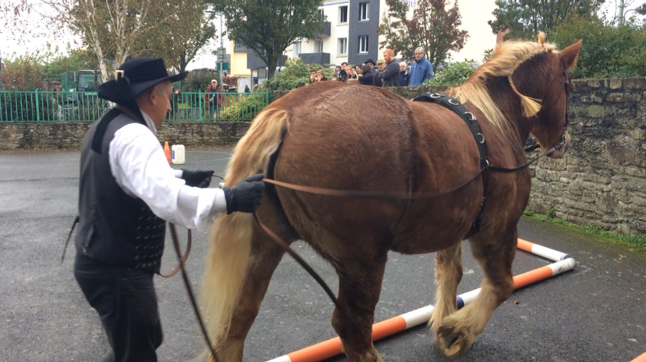 Foire aux chevaux et aux poulains