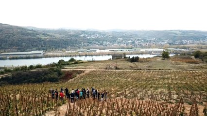 Les vignes de Seyssuel