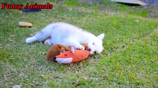 SMARTEST DOGS - Border Collie Puppies - Funny Dogs Compilation