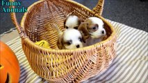 So Cute - Cavalier King Charles Spaniel Puppies - Funny Dogs Compilation