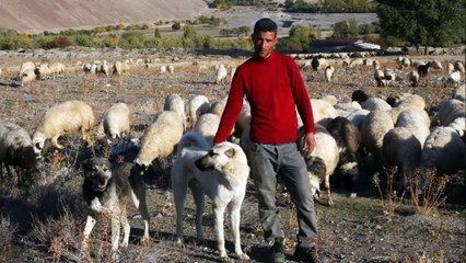 yeni doğan kuzuyu koruyan akıllı kangal