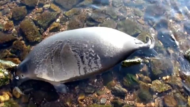 Массовая гибель байкальских нерп