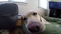 Just a funny clip of a dog called Stella who snores A LOT