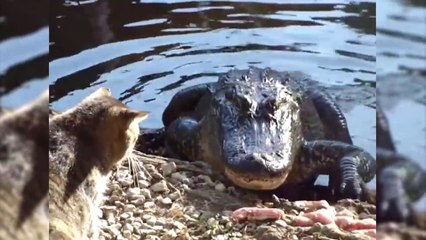 Les chats n'ont vraiment peur de rien!