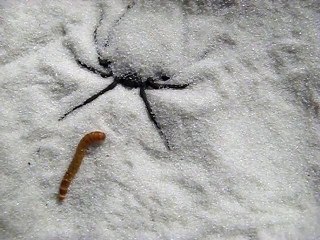 Download Video: Attention, ce petit ver va disparaitre... Avalé par une araignée bien camouflée