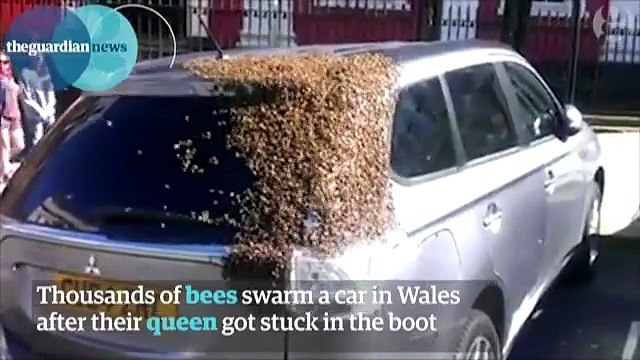 Des milliers d'abeilles tentent de sauver leur reine coincée dans une voiture
