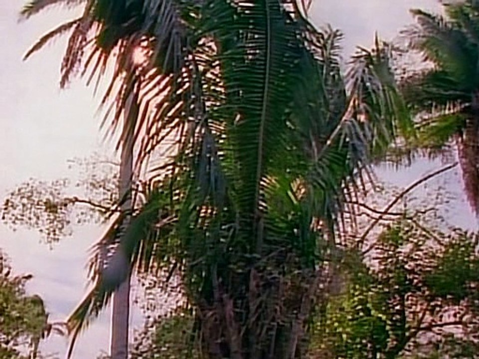 Tropical Heat  Staffel 02 Folge 18 - Der Drogenkoenig