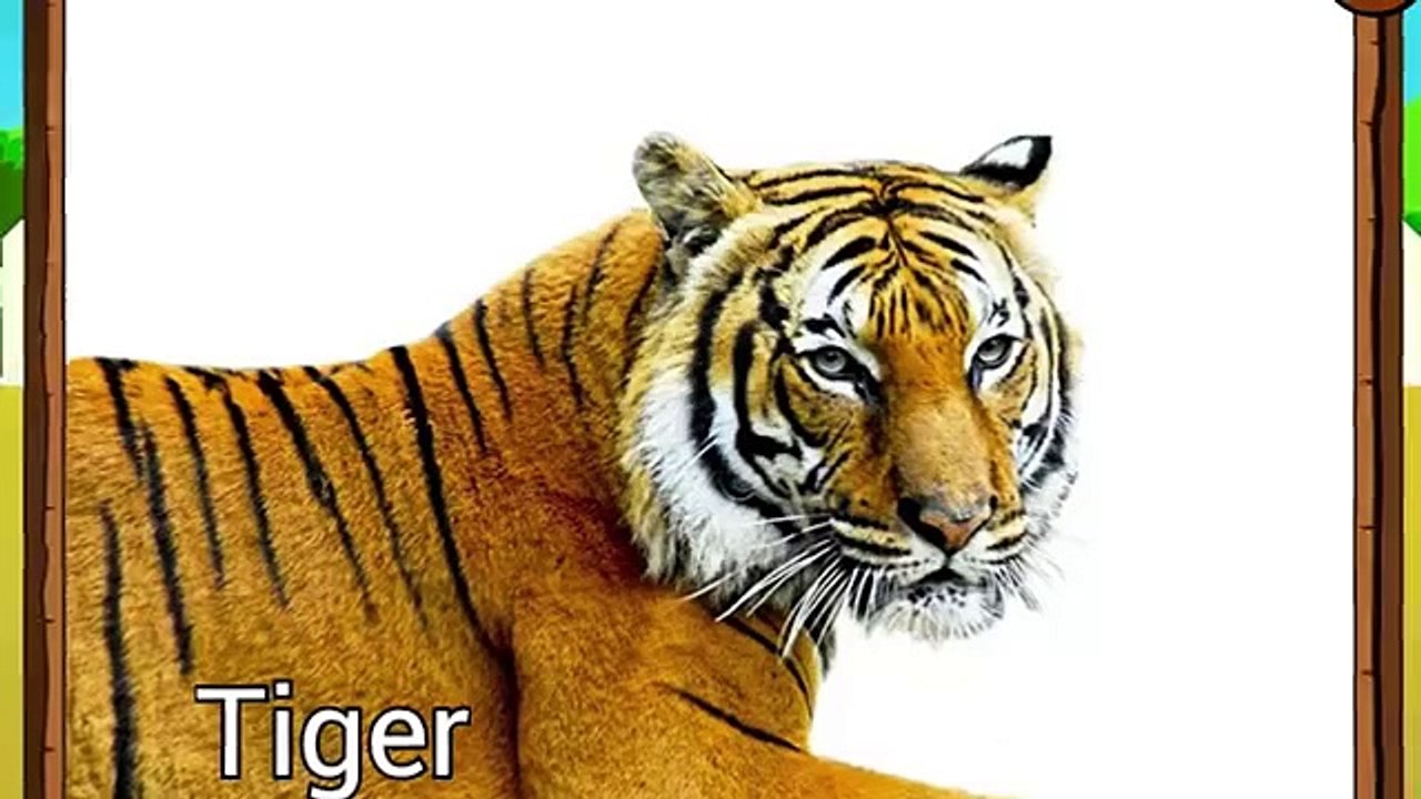 Learn names and sounds African, Pets, Forest animals | Funny cartoon for kids about animals