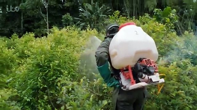 Shots Fired in Colombian Jungle as Gordon Ramsay Visits a Cocaine Crop