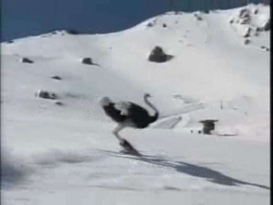 Ski_autruche
