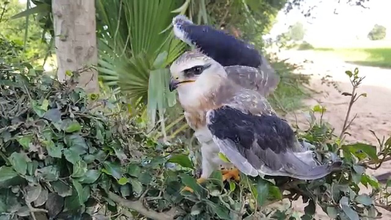 The Bird That Eats Your Chicken!!