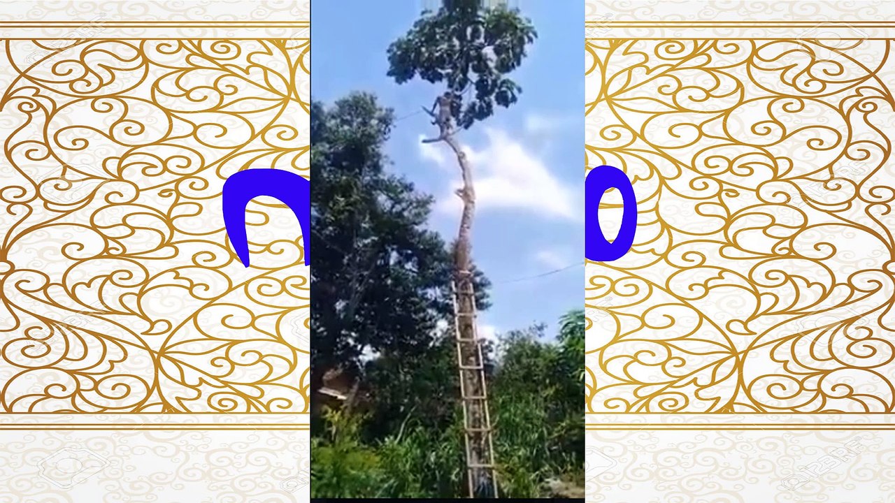 গাছ কাটতে গিয়ে হটাত